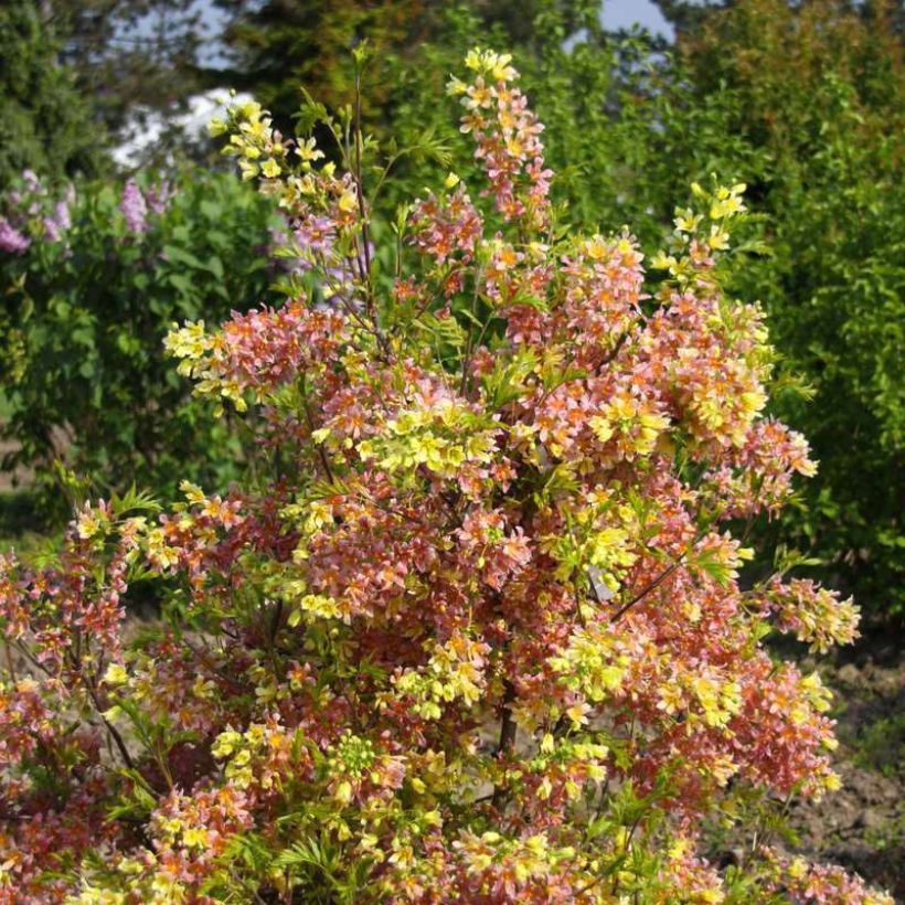 Xanthoceras sorbifolium Happy Orange (Plant habit)
