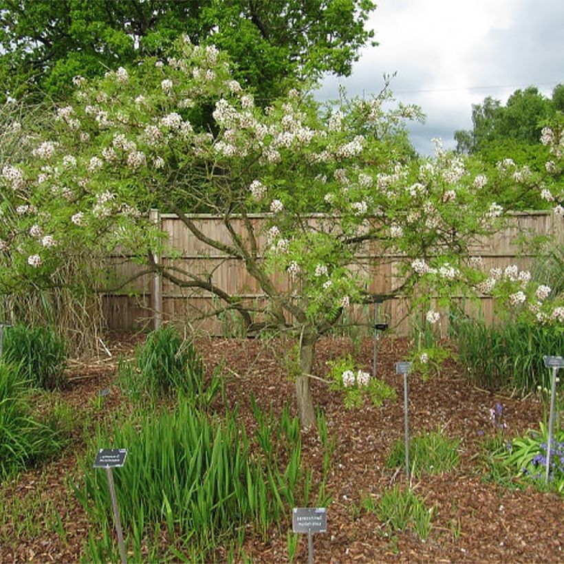 Xanthoceras sorbifolium (Plant habit)