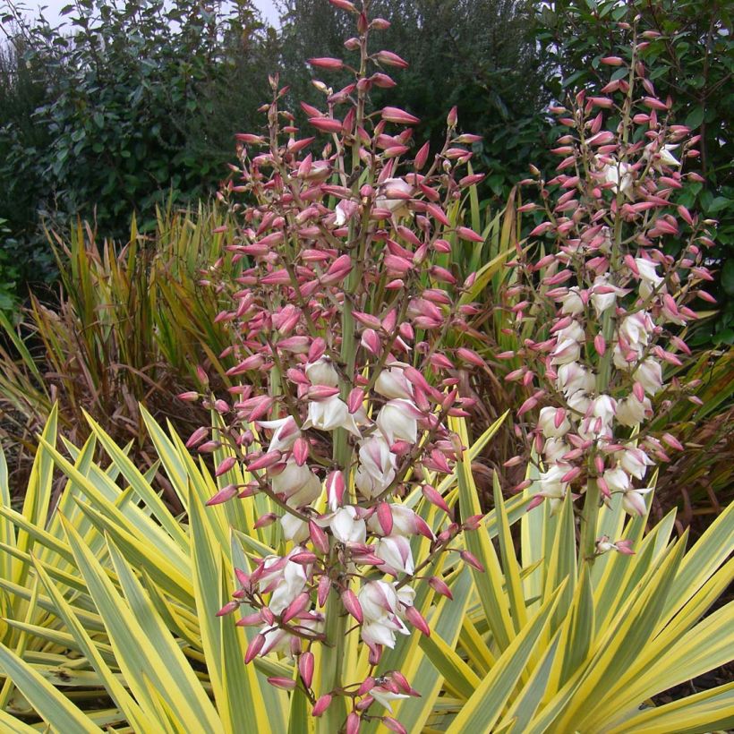 Yucca Bright Star - Variegated Yucca (Flowering)