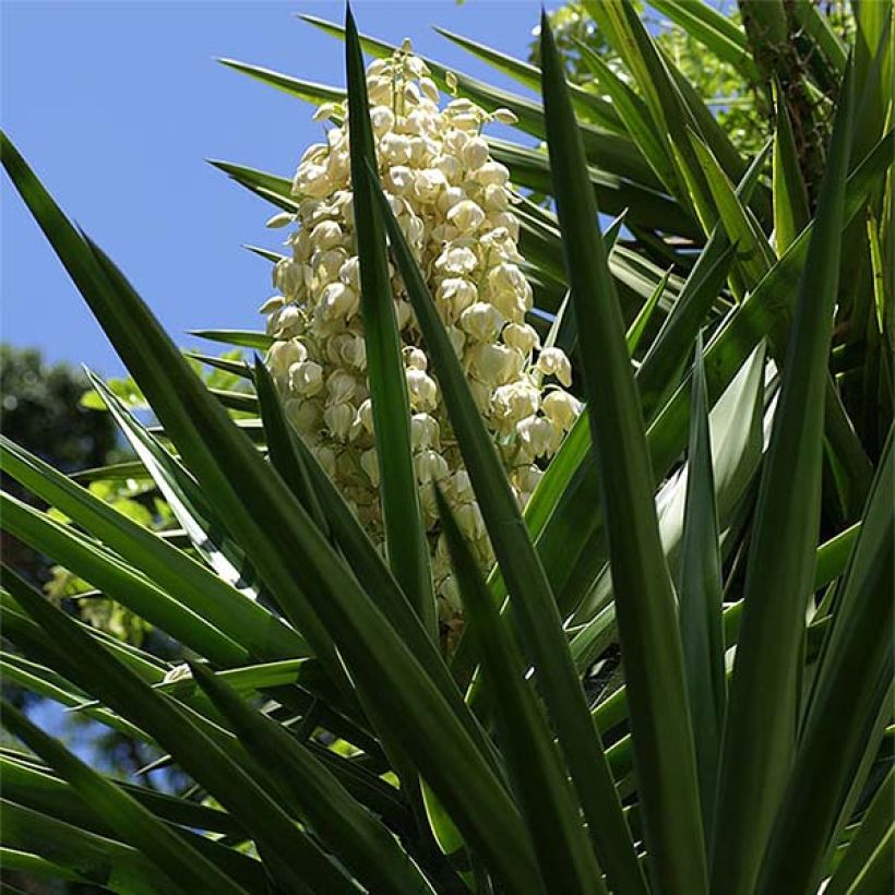 Yucca aloifolia (Flowering)
