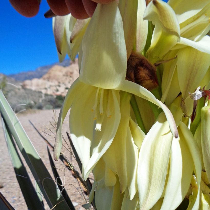 Yucca baccata (Flowering)