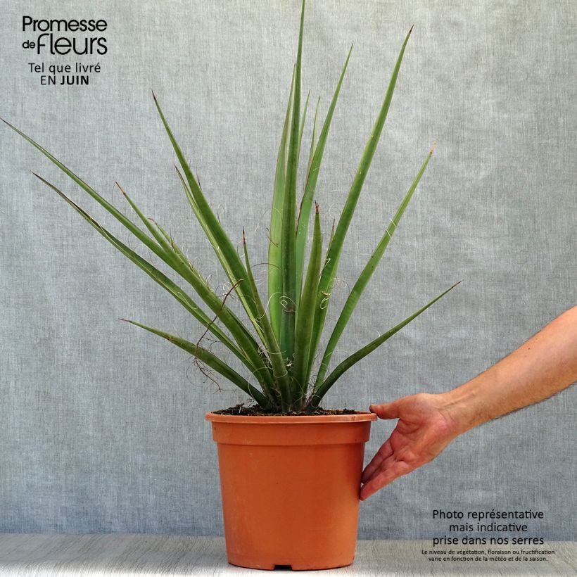Yucca baccata 7.5L/10L pot sample as delivered in summer
