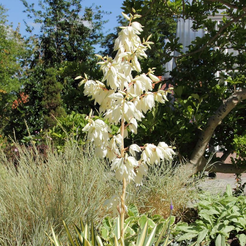 Yucca filamentosa Color Guard (Flowering)