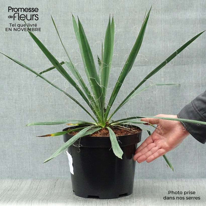 Yucca filamentosa en pot de 10L sample as delivered in autumn