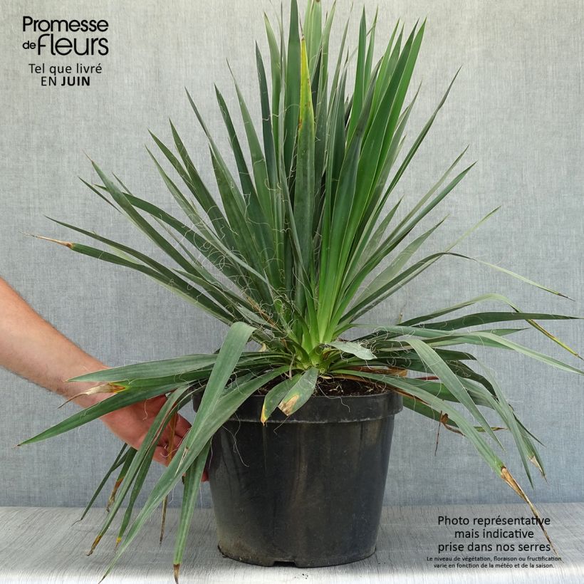 Yucca filamentosa 6L/7L pot sample as delivered in summer
