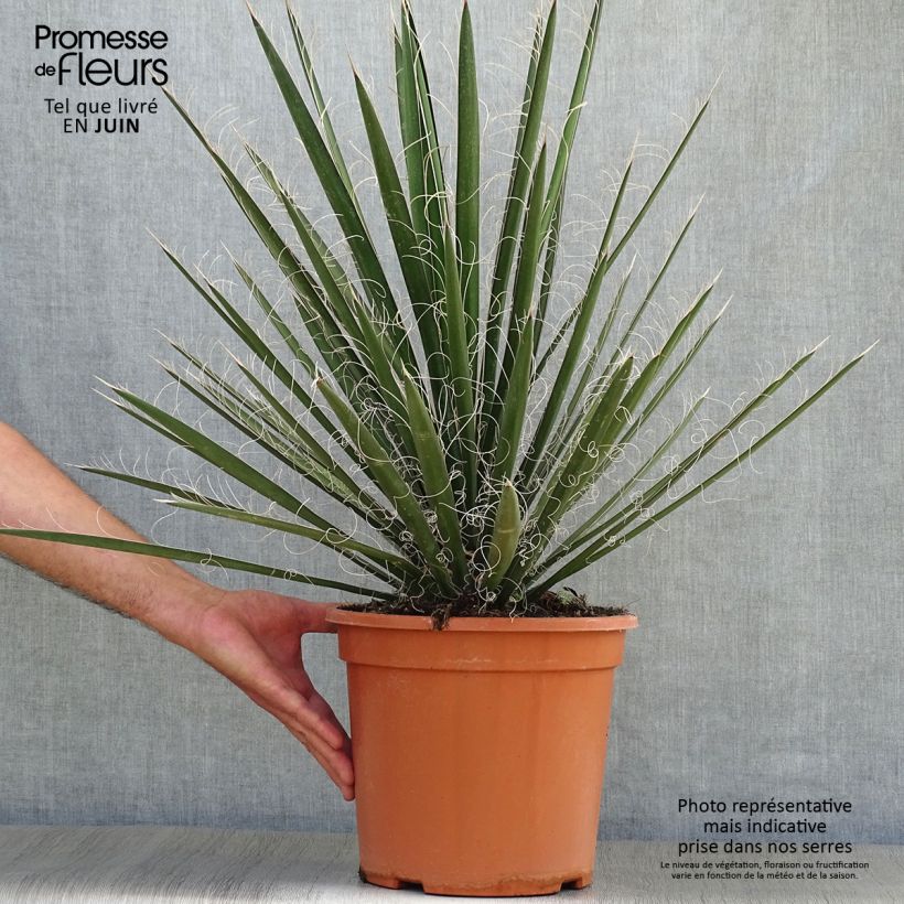 Yucca filifera 7.5L/10L pot sample as delivered in summer