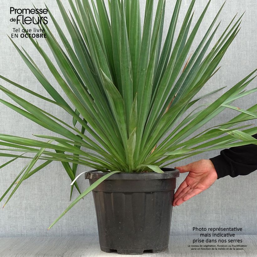 Yucca gloriosa - Spanish Dagger 7.5L/10L pot sample as delivered in autumn