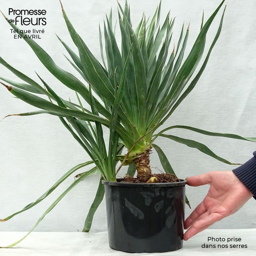 Yucca gloriosa - Spanish Dagger sample as delivered in spring
