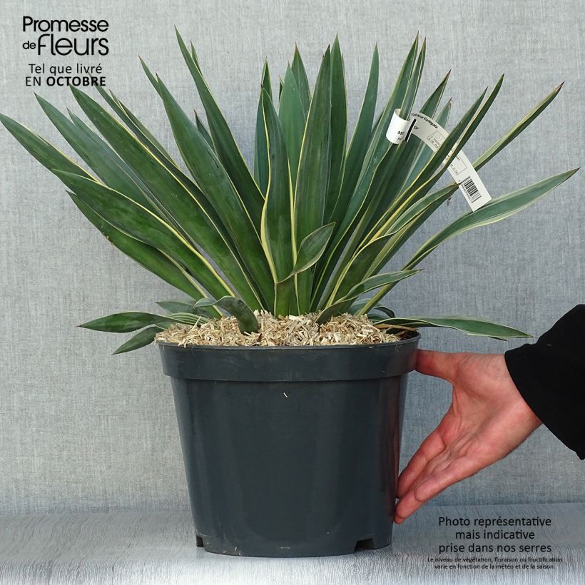 Yucca gloriosa Variegata - Dague espagnole pot de 7L sample as delivered in autumn