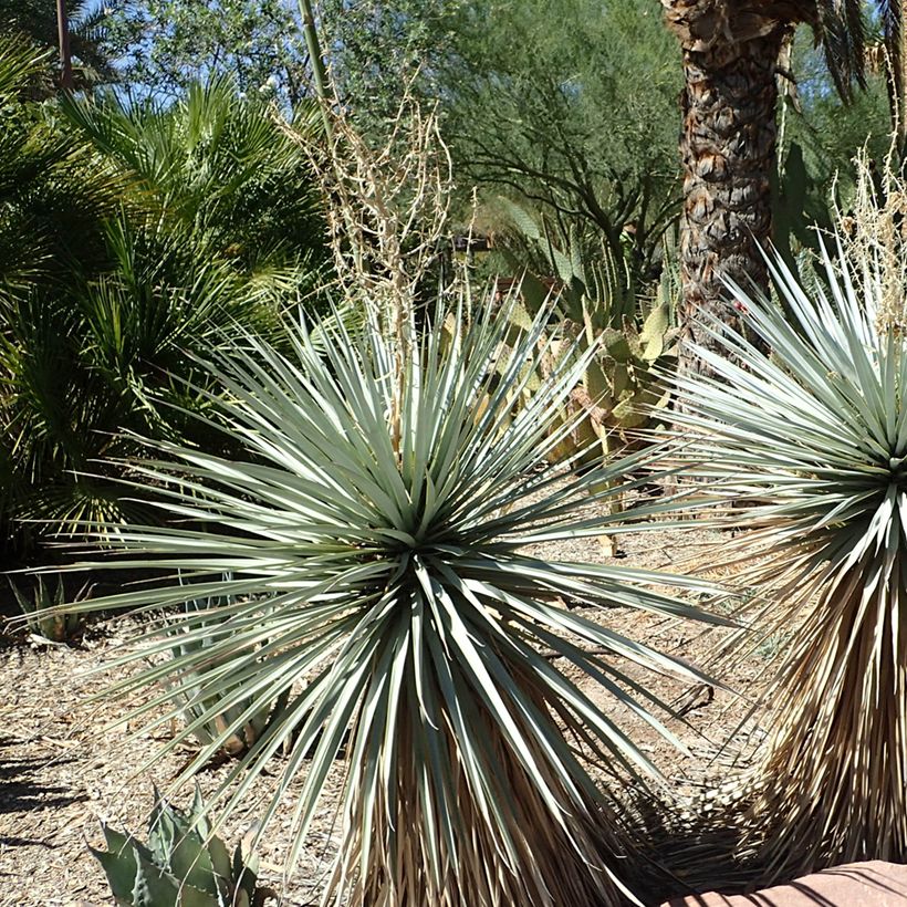 Yucca rigida Blue Sentry (Plant habit)