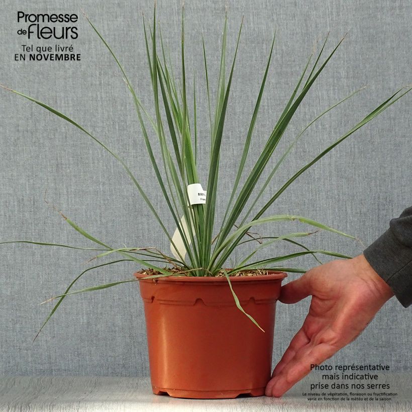 Yucca rostrata en pot de 2L/3L sample as delivered in autumn