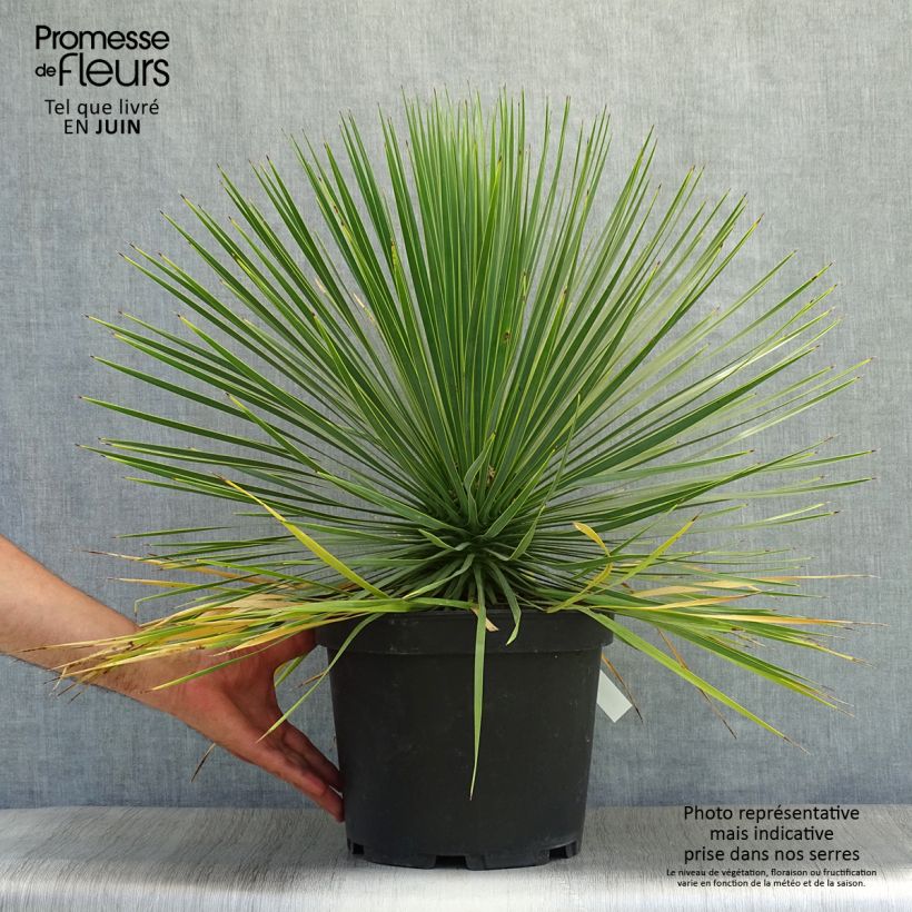 Yucca rostrata 4L/5L pot sample as delivered in summer