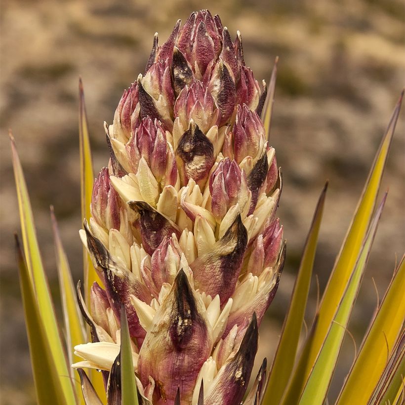Yucca torreyi (Flowering)