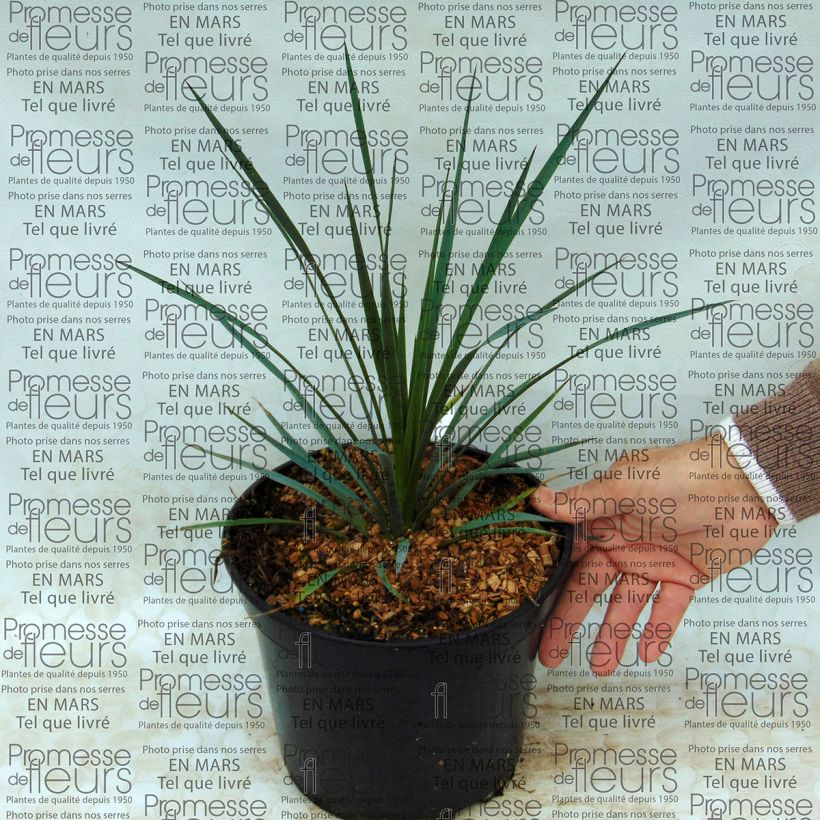 Example of Yucca whipplei specimen as delivered
