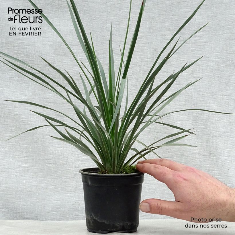 Yucca whipplei - Hesperoyucca bleu en pot de 12 cm sample as delivered in winter