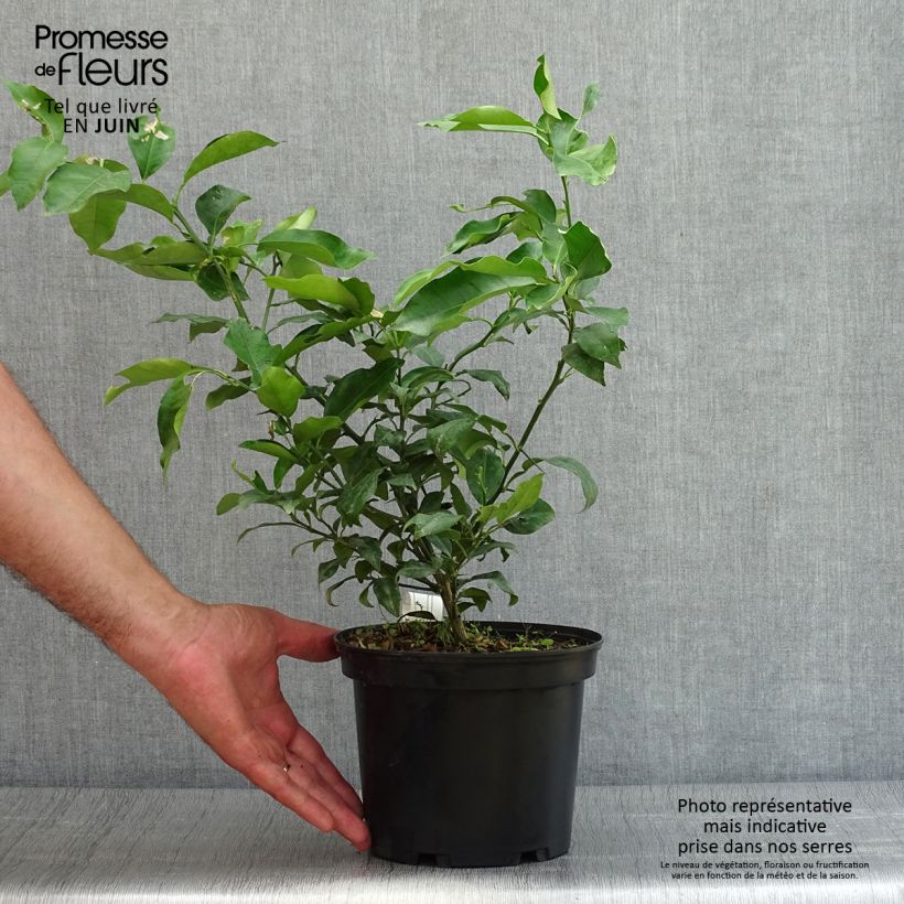 Yuzu - Citrus junos 2L/3L pot, Bush sample as delivered in summer