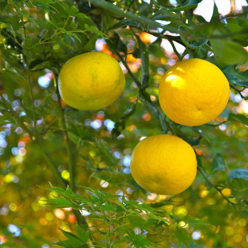 Yuzu - Citrus junos (Harvest)