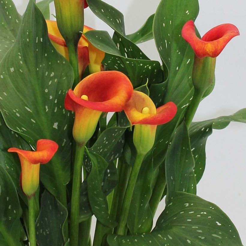 Zantedeschia elliottiana Captain Fuego - Calla Lily (Flowering)