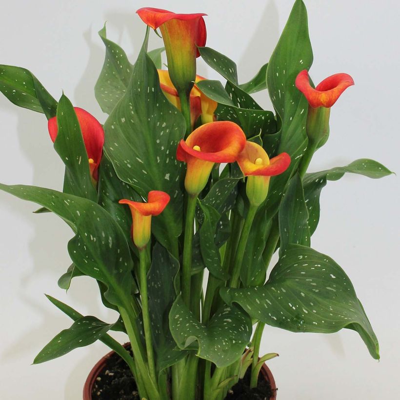 Zantedeschia elliottiana Captain Fuego - Calla Lily (Plant habit)
