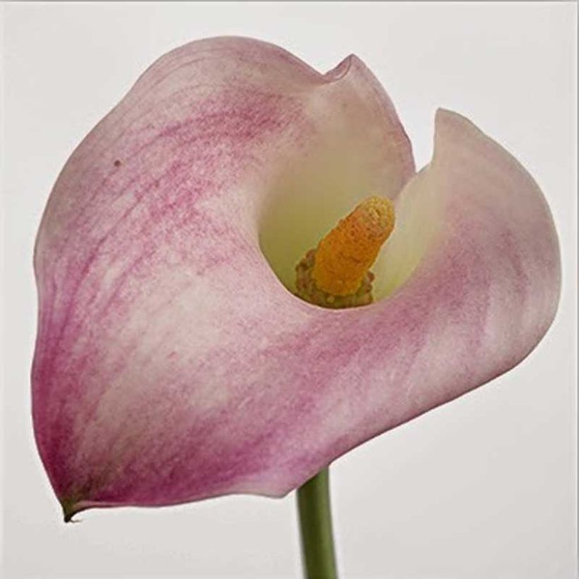 Zantedeschia elliottiana Captain Marrero - Calla Lily (Flowering)