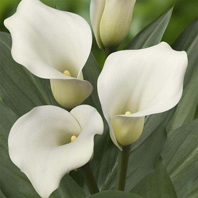 Zantedeschia elliottiana Captain Mirage - Calla Lily (Flowering)