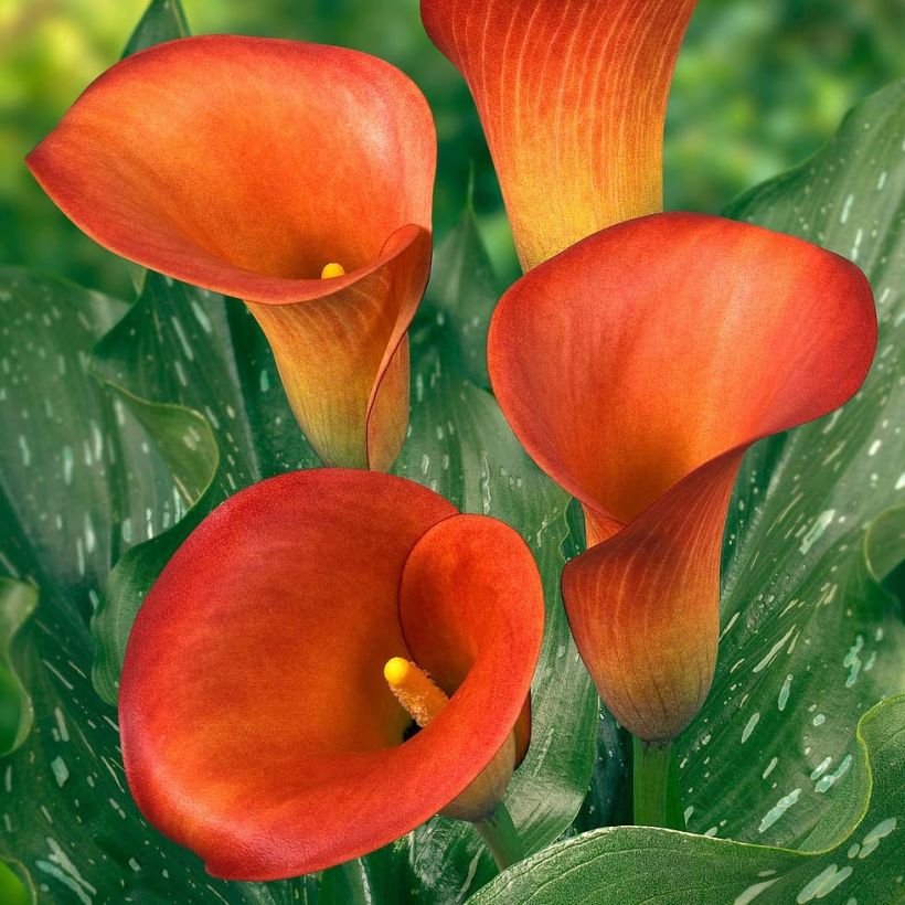 Zantedeschia elliottiana Captain Murano - Calla Lily (Flowering)