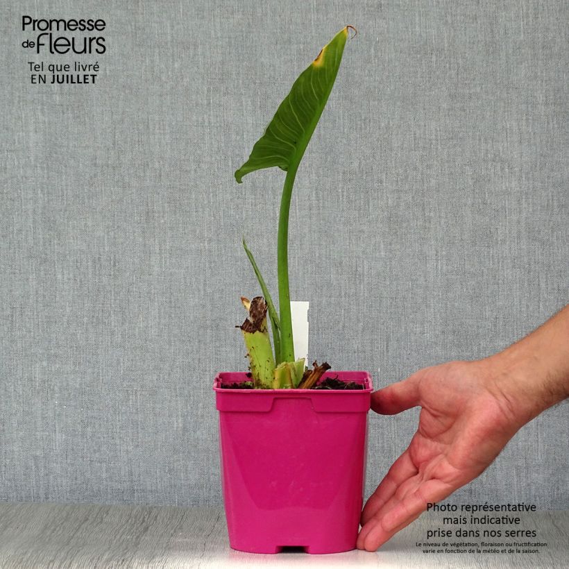Zantedeschia aethiopica Pink Flamingo - Arum-lily 2L/3L pot sample as delivered in summer