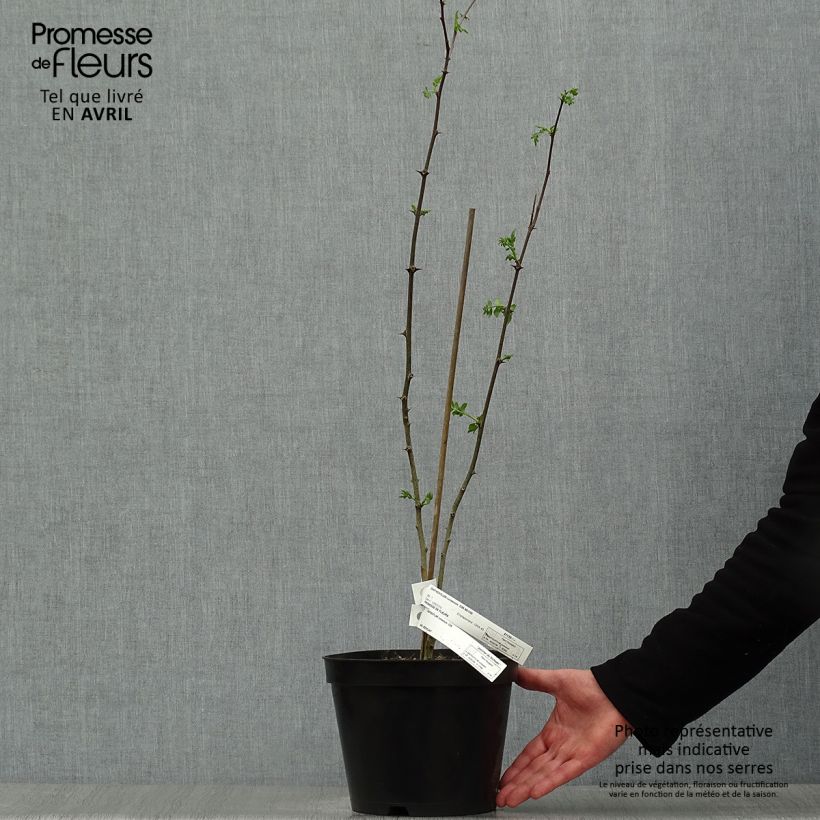 Zanthoxylum coreanum - Poivrier coréen  sample as delivered in spring