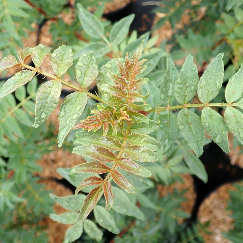 Zanthoxylum schinifolium (Foliage)