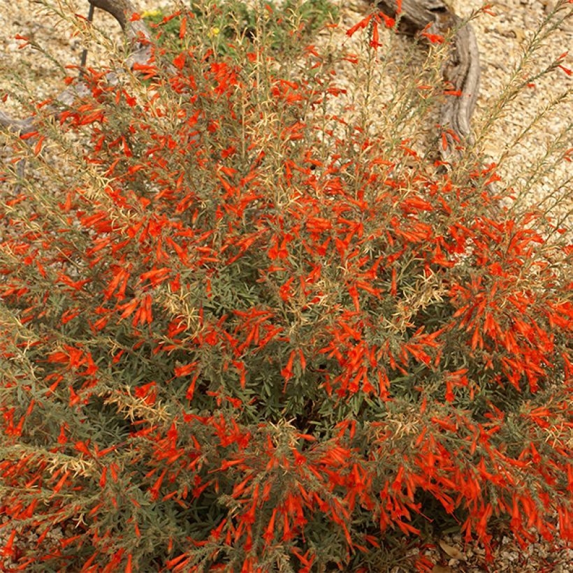 Zauschneria californica (Flowering)