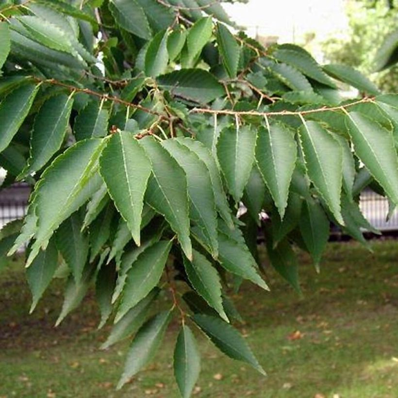 Zelkova serrata (Foliage)