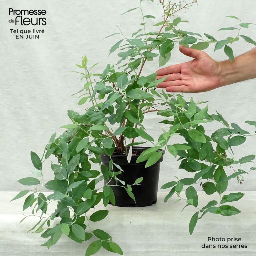 Zenobia pulverulenta Blue Sky - Muguet en arbre Pot de 3L/4LHauteur livrée env. 30/40cm sample as delivered in summer