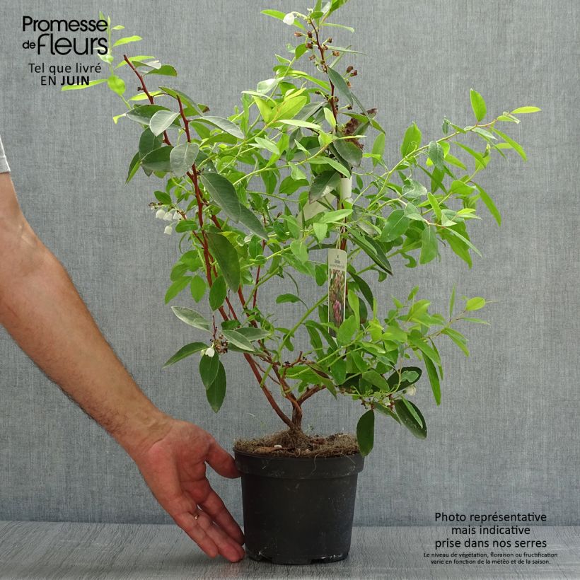 Zenobia pulverulenta Raspberry Ripple - Muguet en arbre Pot de 2L/3L sample as delivered in summer