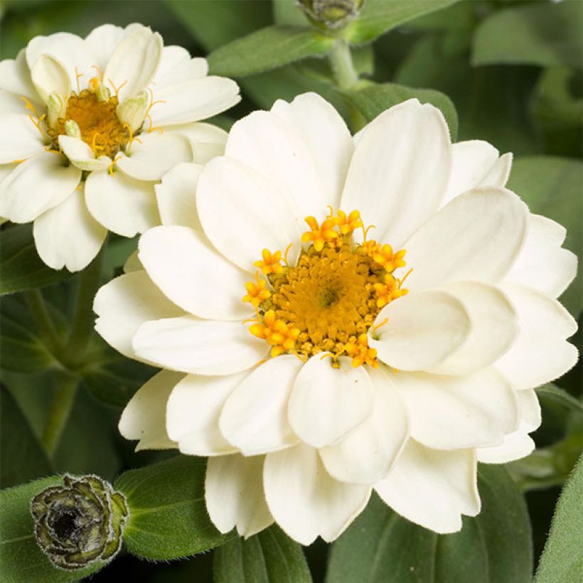 Zinnia Zahara Double White (Flowering)