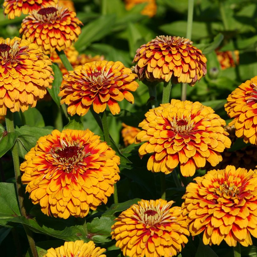 Zinnia elegans Macarenia Seeds (Flowering)