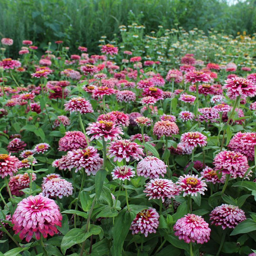 Zinnia elegans Mazurkia Seeds (Plant habit)