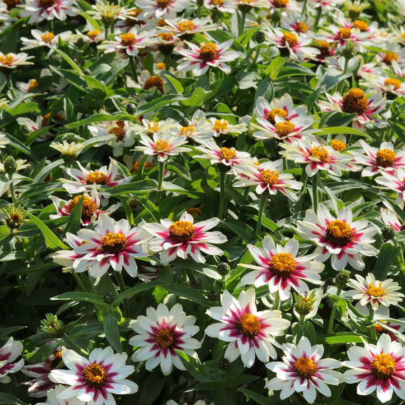 Zinnia marylandica Zahara Starlight Rose Seeds (Plant habit)