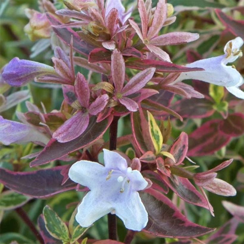 Abelia grandiflora Sparkling Silver (Flowering)