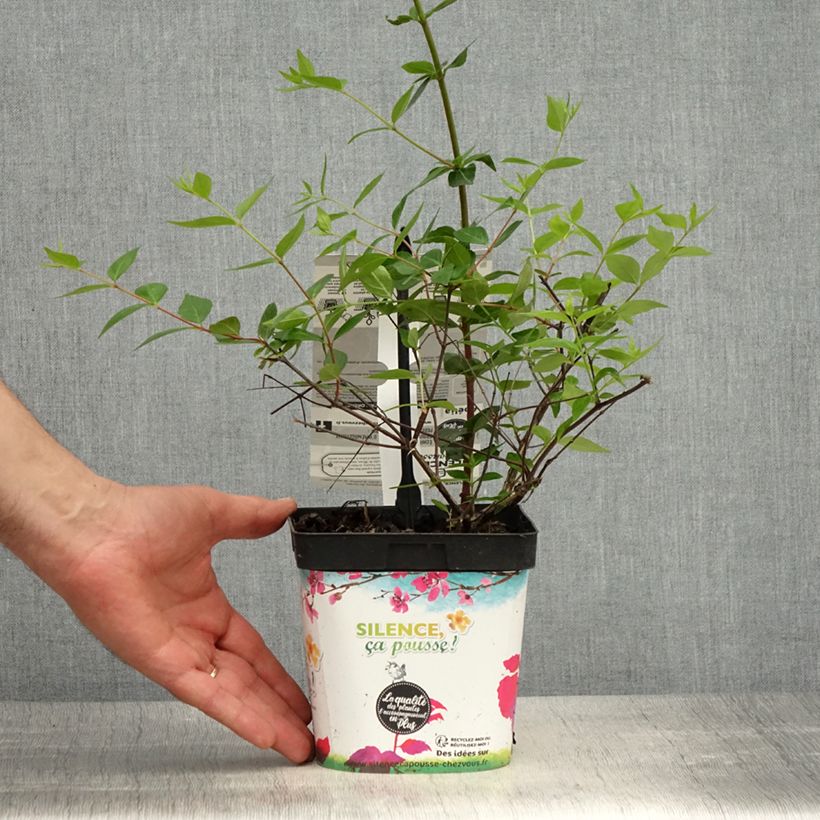 Abelia x grandiflora Semperflorens 2L/3L potShipped height around 15/20cm sample as delivered in spring
