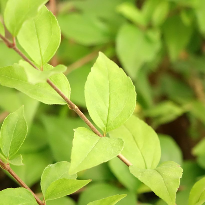 Abelia chinensis White Surprise (Foliage)