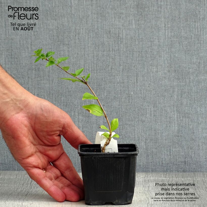 Abelia chinensis White Surprise 8/9 cm pot sample as delivered in summer