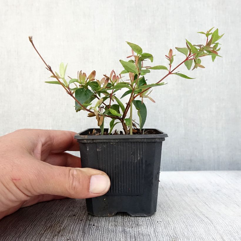 Abelia Edward Goucher en godet de 9cm sample as delivered in autumn