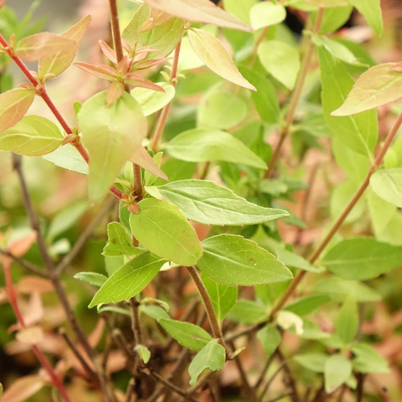 Abelia grandiflora Pisto (Foliage)