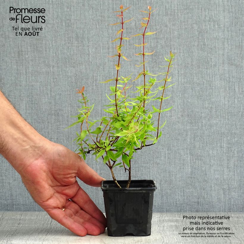 Abelia grandiflora Pisto - Godet de 8/9 cm sample as delivered in summer