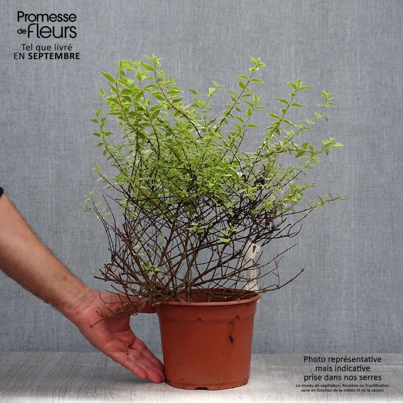 Abelia grandiflora Radiance 4L/5L pot sample as delivered in autumn