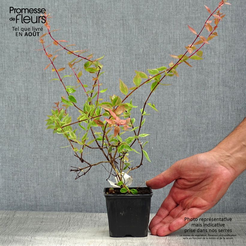 Abelia x grandiflora Sunshine Daydream 'Abelops' 8/9 cm pot sample as delivered in summer