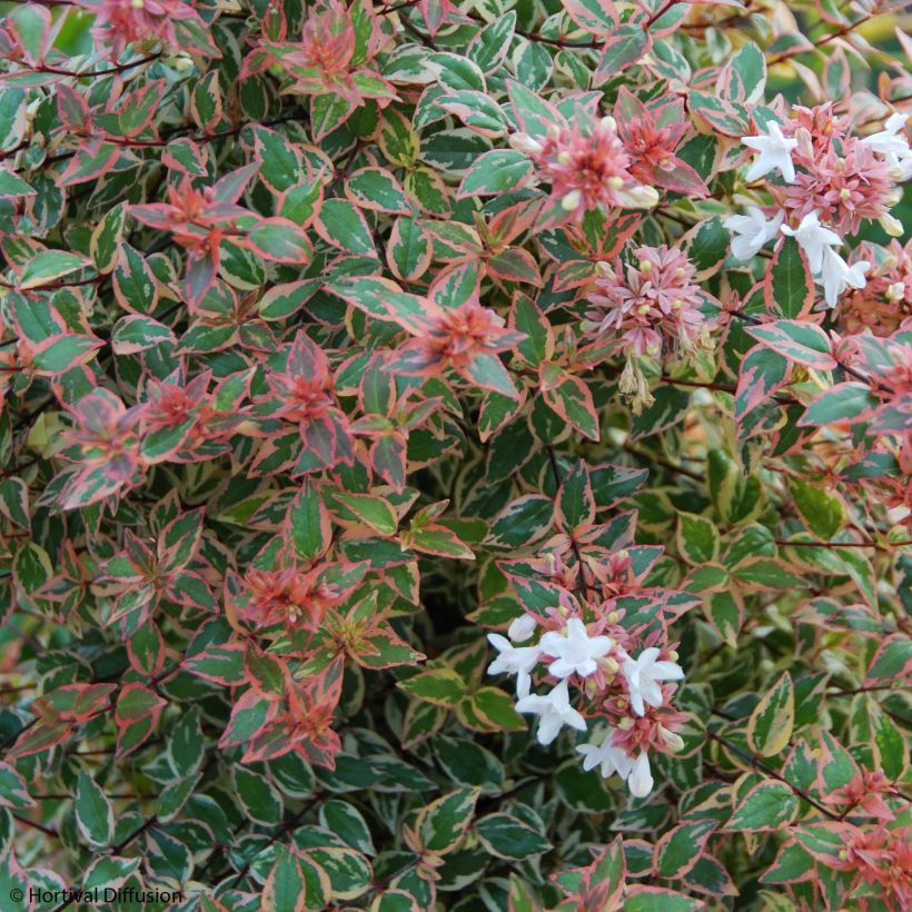 Abelia grandiflora Tricolor Charm (Flowering)