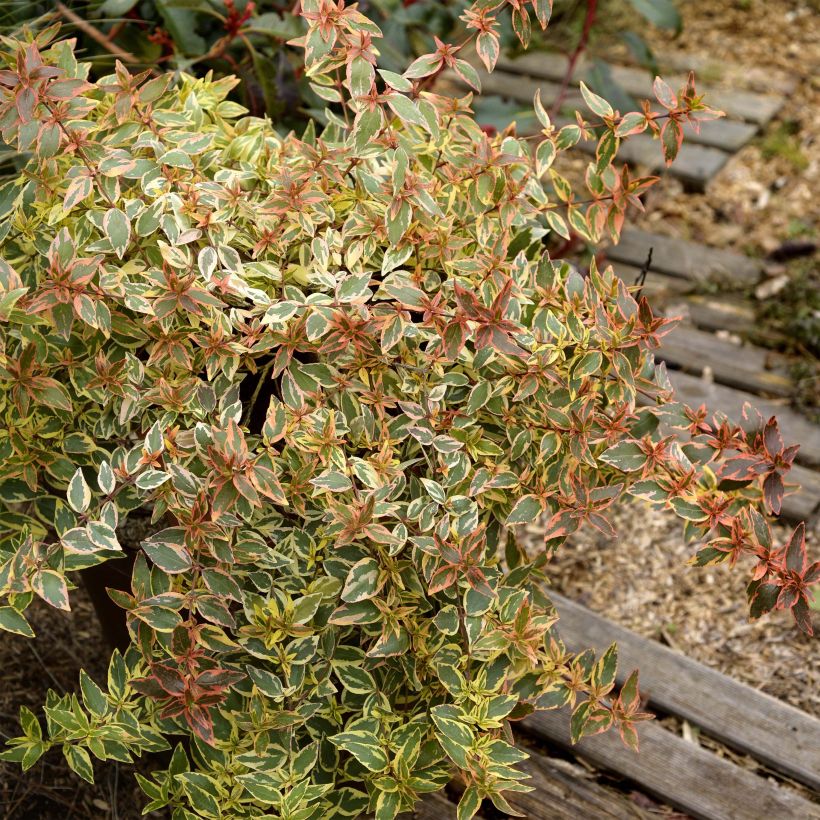 Abelia grandiflora Tricolor Charm (Plant habit)