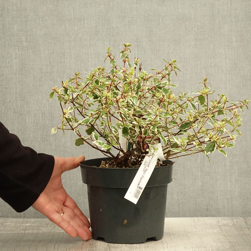 Abelia Magic Daydream 3L/4L pot sample as delivered in autumn
