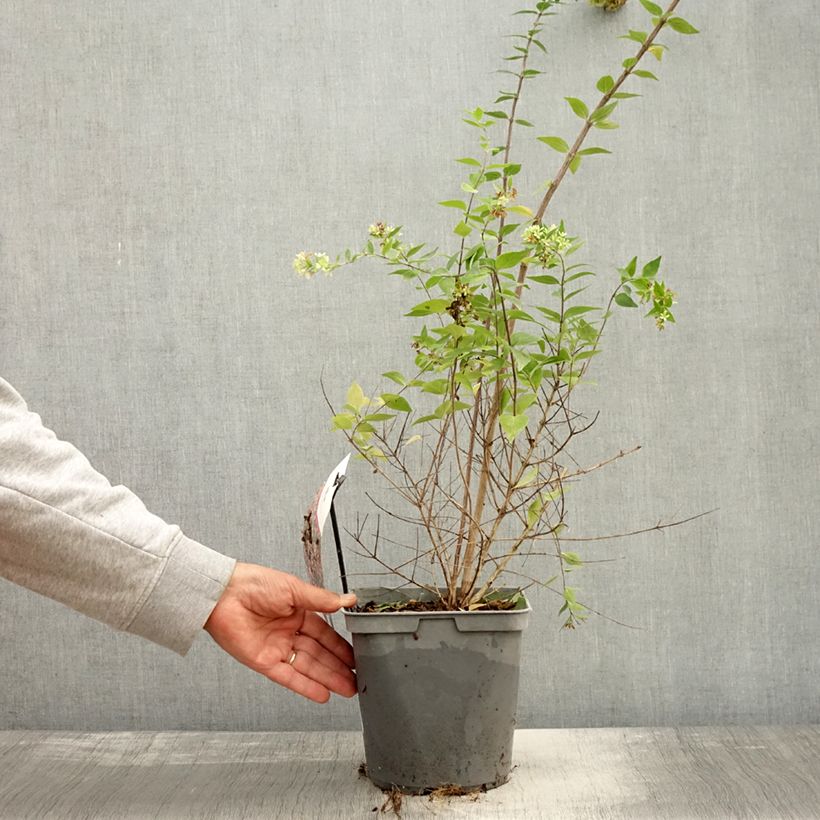 Abelia Raspberry Profusion 3L/4L pot sample as delivered in autumn